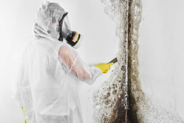 Best Professional Mold Removal  in Hanamaulu, HI