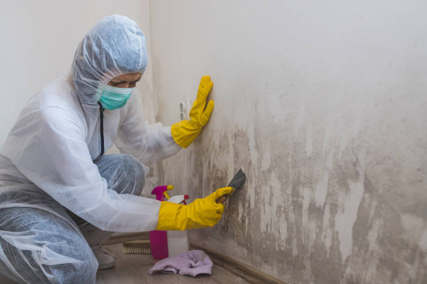 Best Crawl Space Mold Removal  in Hanamaulu, HI