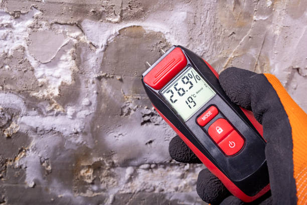 Mold Removal and Inspection in Hanamaulu, HI