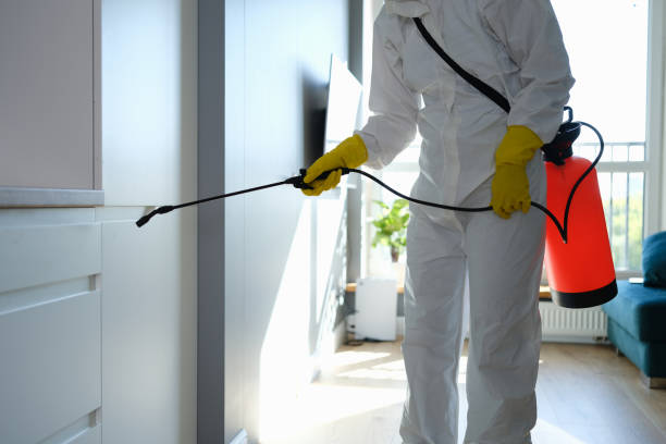 Best Home Mold Removal  in Hanamaulu, HI