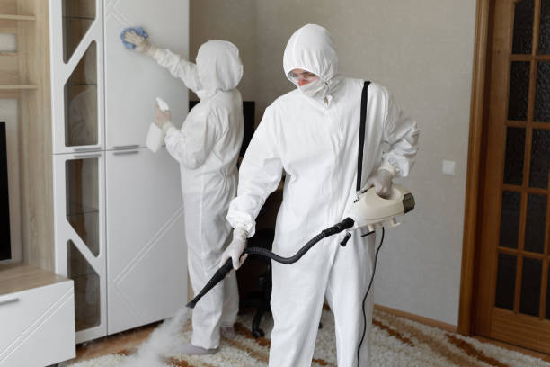 Mold Removal and Inspection in Hanamaulu, HI