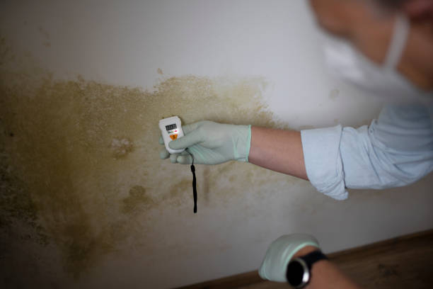 Best Toxic Mold Removal  in Hanamaulu, HI