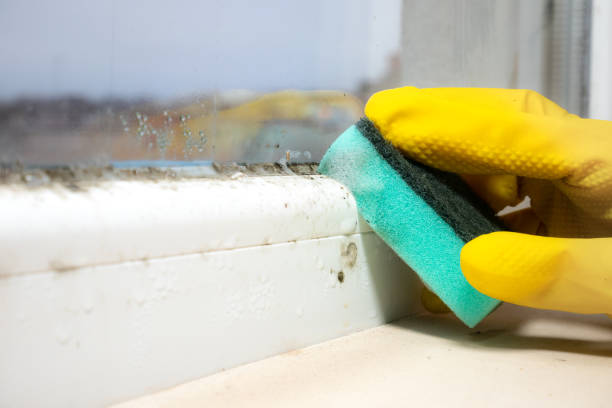 Best Emergency Mold Removal  in Hanamaulu, HI