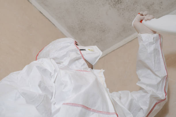 Certified Mold Removal in Hanamaulu, HI