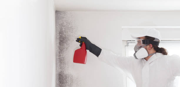 Best Toxic Mold Removal  in Hanamaulu, HI