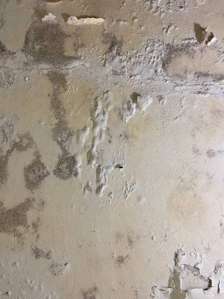 Best Black Mold Removal  in Hanamaulu, HI