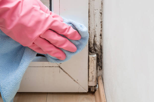 Best Mold Removal and Inspection  in Hanamaulu, HI